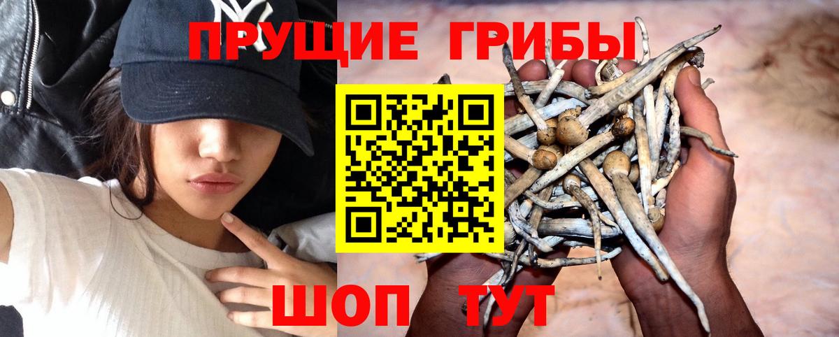 Галлюциногенные грибы Psilocybine cubensis Бузулук